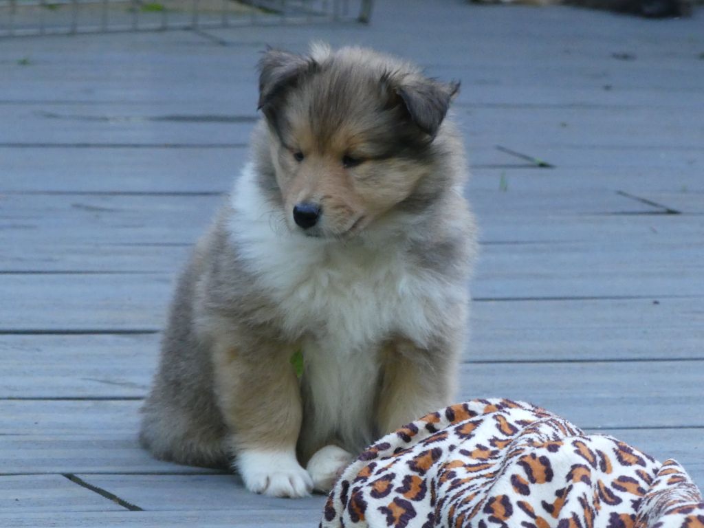 des stuarts de boisbelle - Chiot disponible  - Colley à poil long