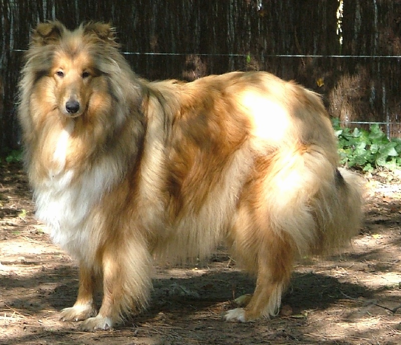 Tzara blonde des stuarts de boisbelle