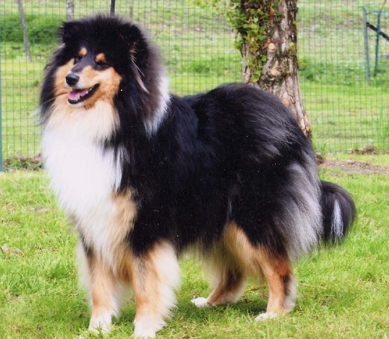 Vive la vie des stuarts de boisbelle