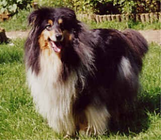 Oraganza black Du clos d'eole