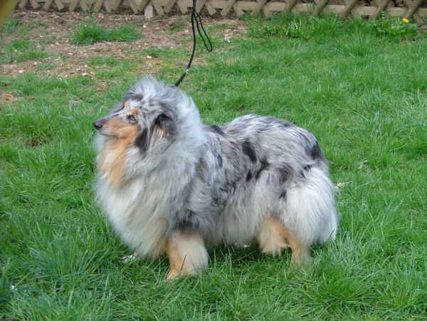 Pepsie bleue Des plaines de la glane