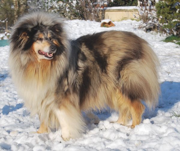 Daardjeeling in blue des stuarts de boisbelle