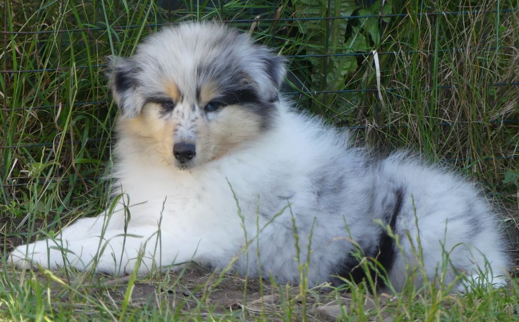 De magnifiques chiots bleus disponibles cet été 