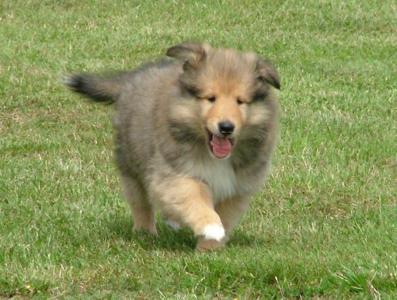 des stuarts de boisbelle - Colley à poil long - Portée née le 24/04/2011